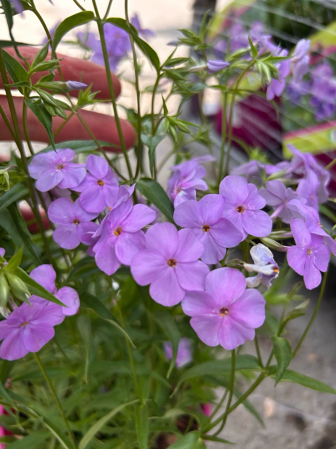 Phlox paniculata &#39; Forever Pink &#39; Phlox eretta - vaso Ø18 cm