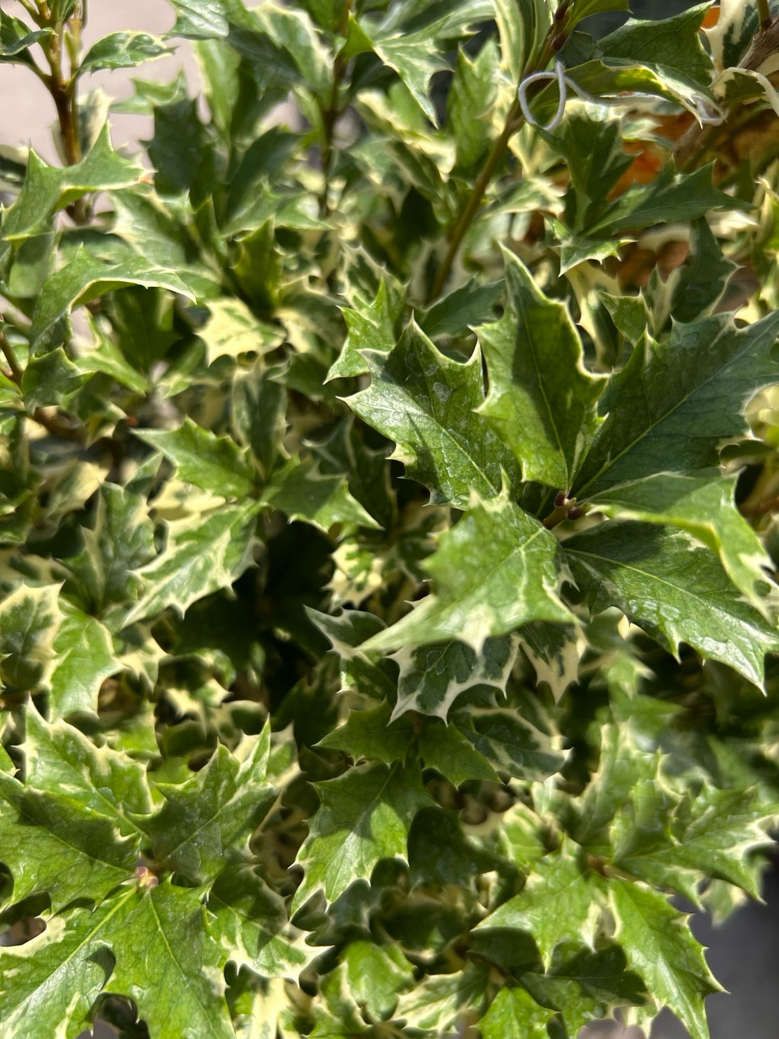 Osmanthus heterophyllus 'Variegatus' -vaso Ø18 cm, image size:1125x1500