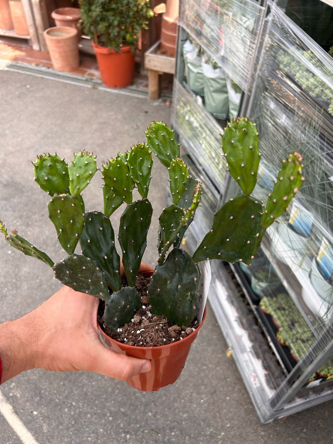 Opuntia jamaicensis - fico d’India giamaicano - vaso Ø14 cm
