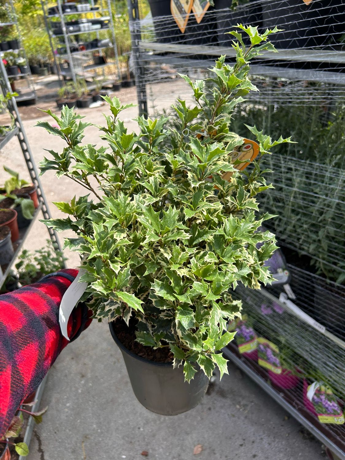 Osmanthus heterophyllus 'Variegatus' -vaso Ø18 cm, image size:1125x1500