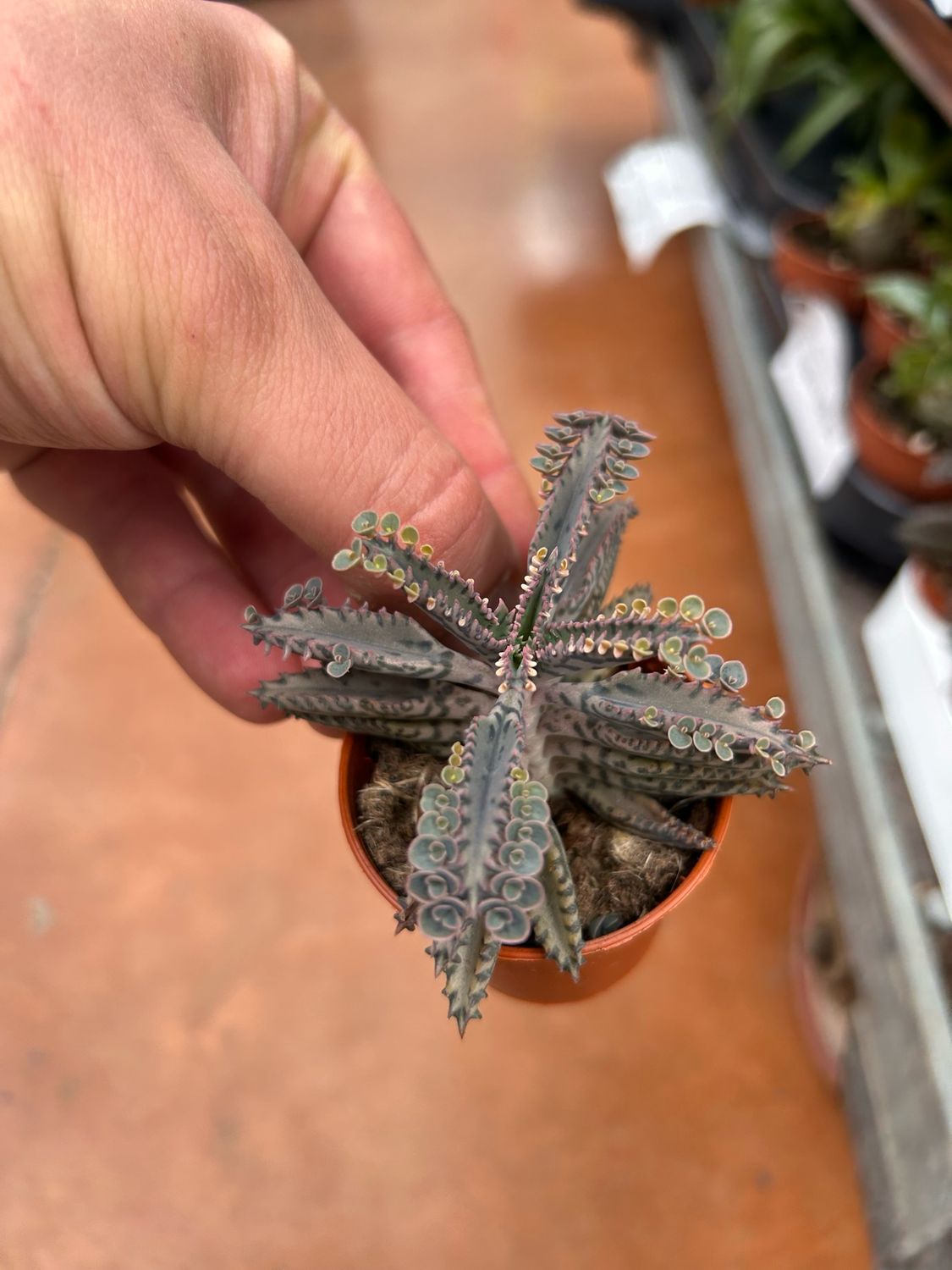 Kalanchoe daigremontiana, Kalanchoe del Madagascar - vaso Ø5 cm
