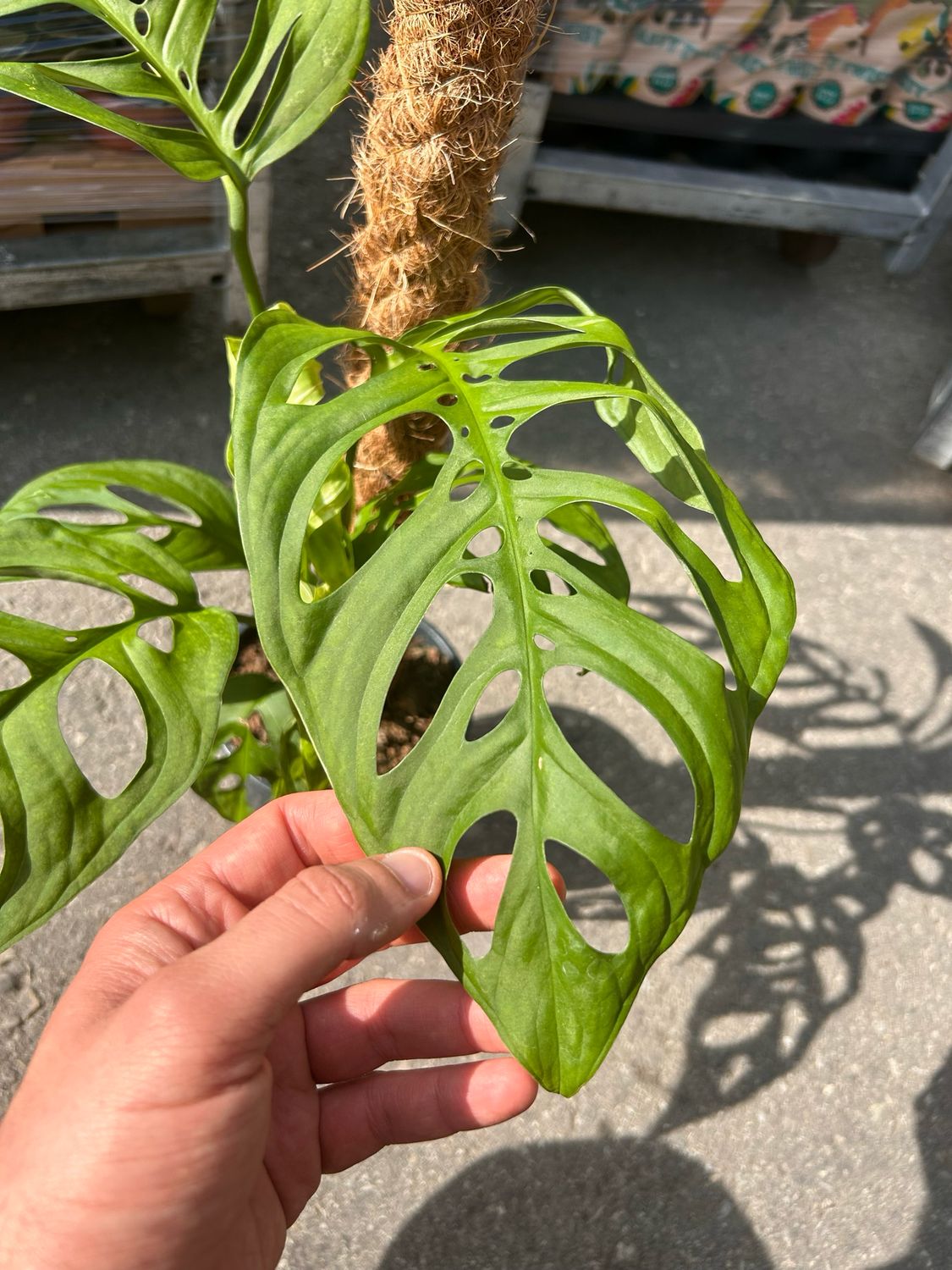 Monstera deliciosa &#39; Esqueleto &#39; &#39; Esqueletto &#39; Monstera Scheletro - vaso Ø17 cm