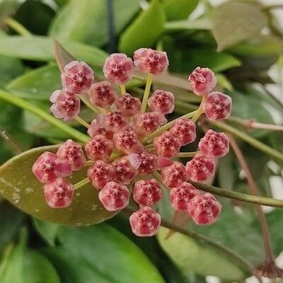 Hoya gracilis, Fiore di Cera - basket Ø14 cm
