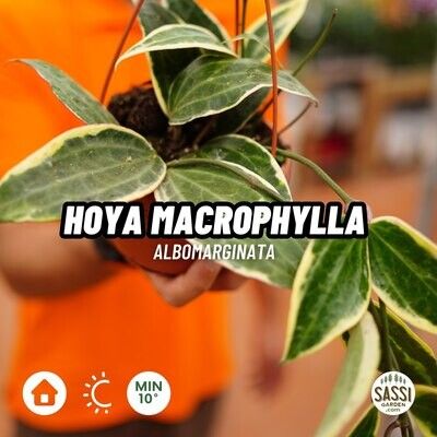Hoya macrophylla albomarginata - basket Ø14 cm