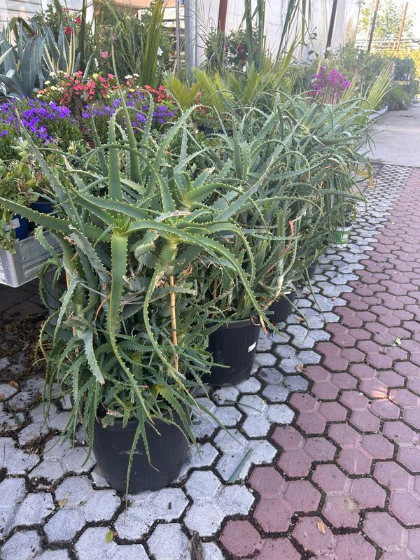 Aloe Arborescens - vaso Ø45 cm