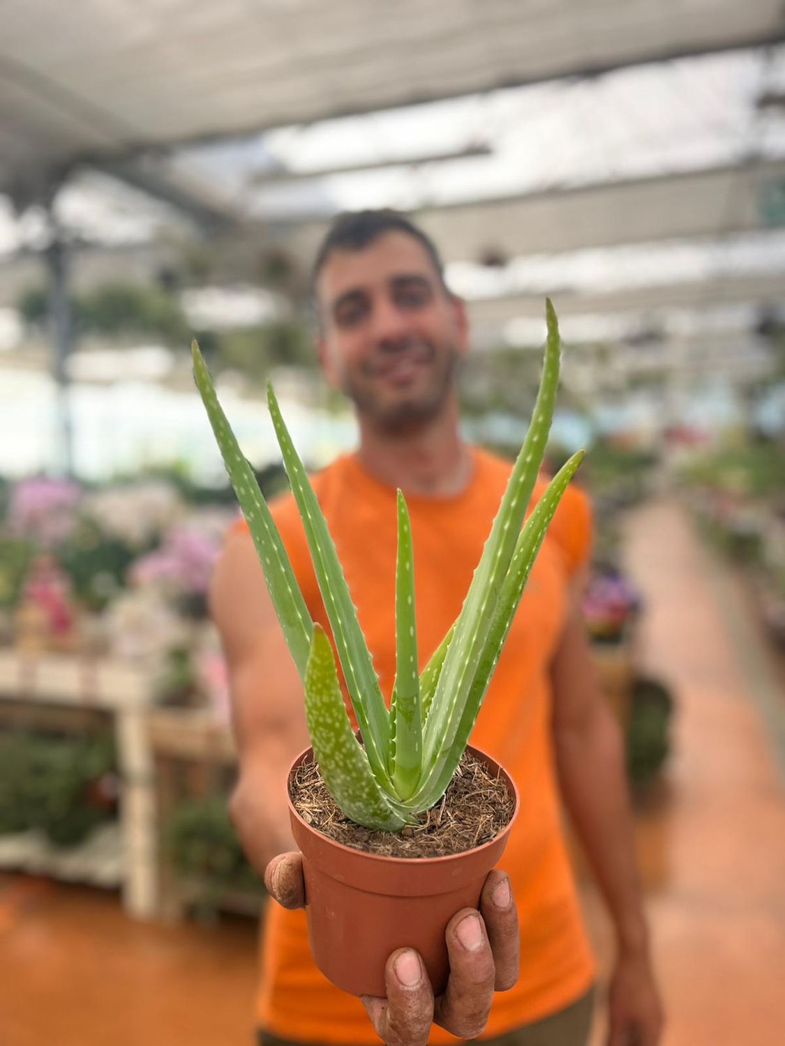 Aloe Vera - vaso Ø14 cm