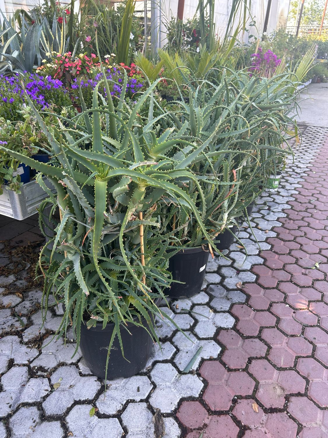 Aloe Arborescens - vaso Ø45 cm