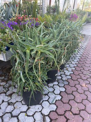 Aloe Arborescens - vaso Ø45 cm