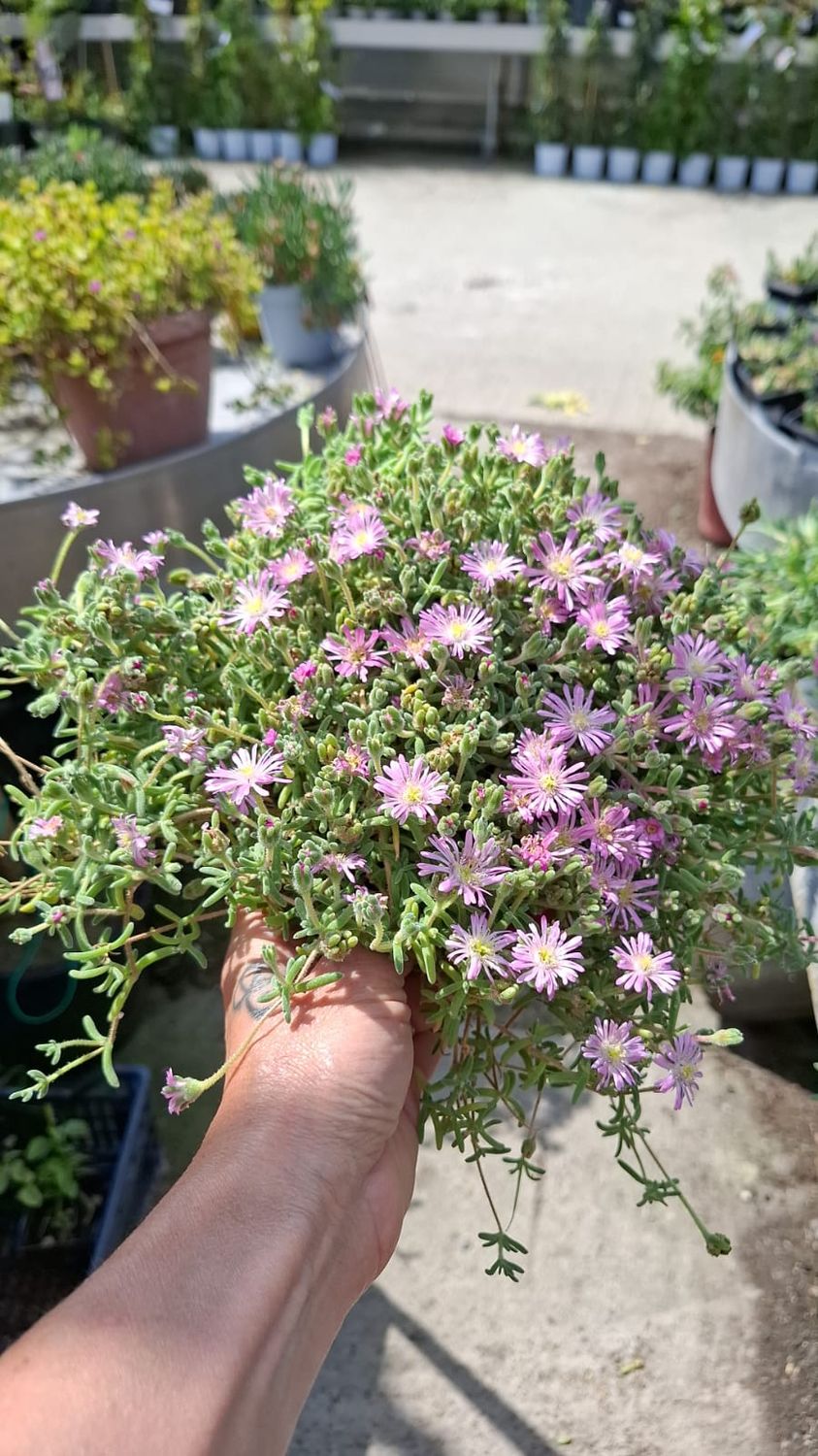 Barba di Giove, Drosantemo, Drosanthemum - vaso Ø14 cm