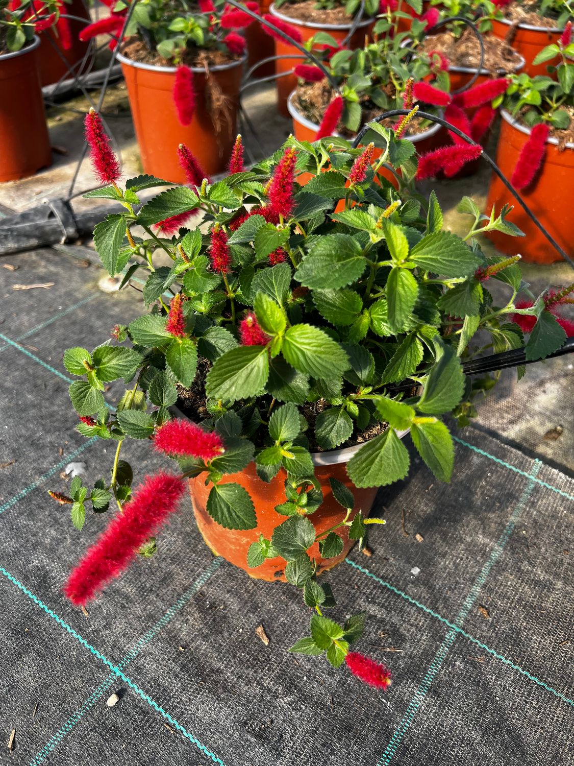 Acalypha hispida pendula, Coda di volpe, Fiore a pennacchio - vaso Ø17 cm