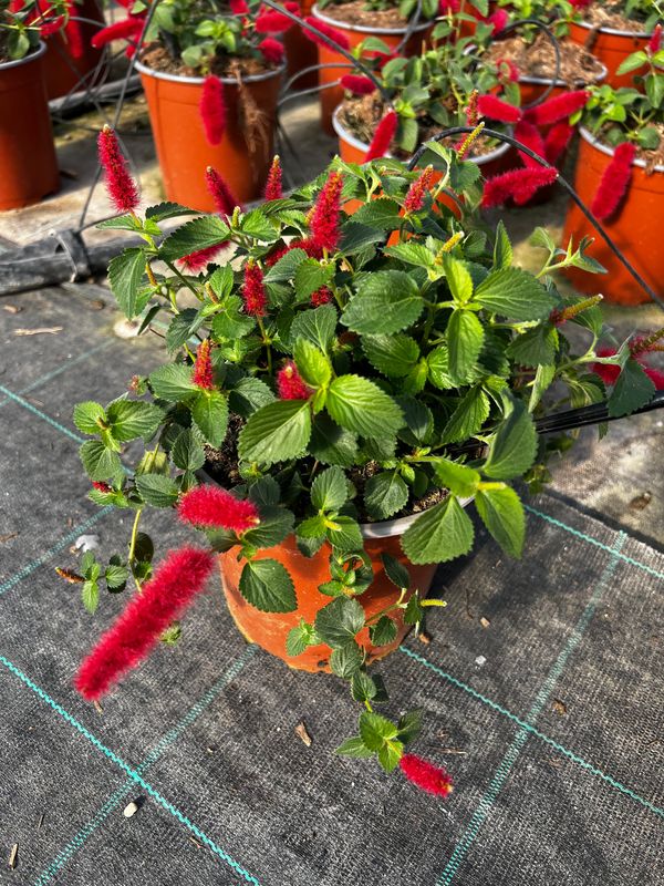 Acalypha hispida pendula, Coda di volpe, Fiore a pennacchio - vaso Ø17 cm