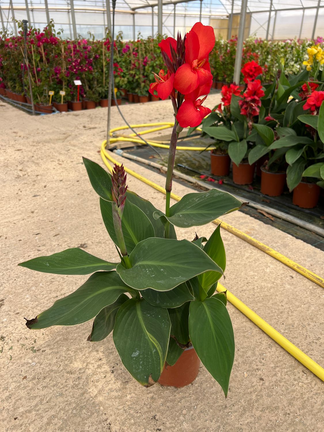 Canna indica, Canna indiana Canna brasiliensis &quot; Tropical Red &quot; - vaso Ø17 cm