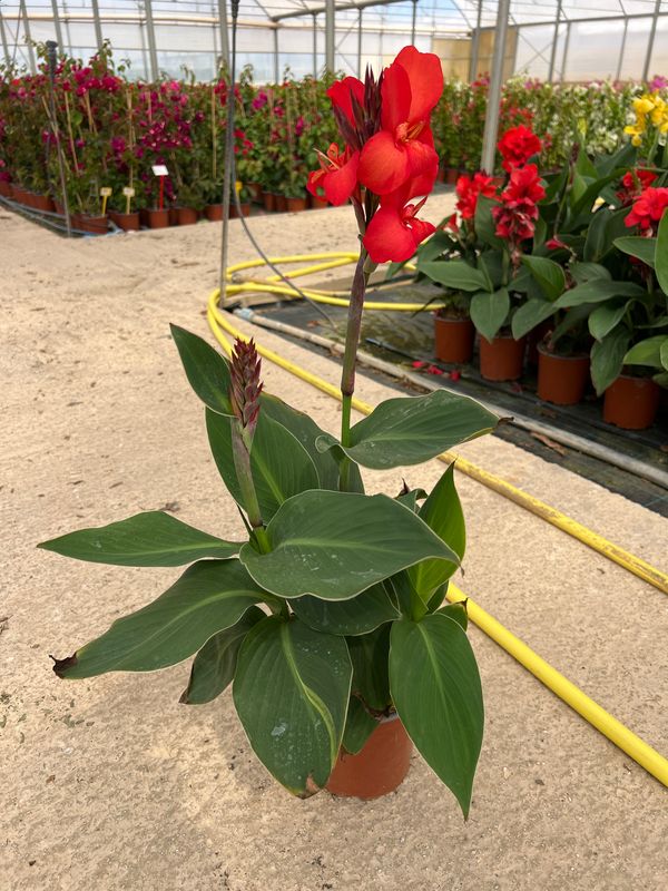 Canna indica, Canna indiana Canna brasiliensis &#39;Tropical Red&#39; - vaso Ø17 cm