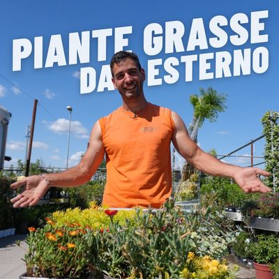 PIANTE GRASSE DA ESTERNO