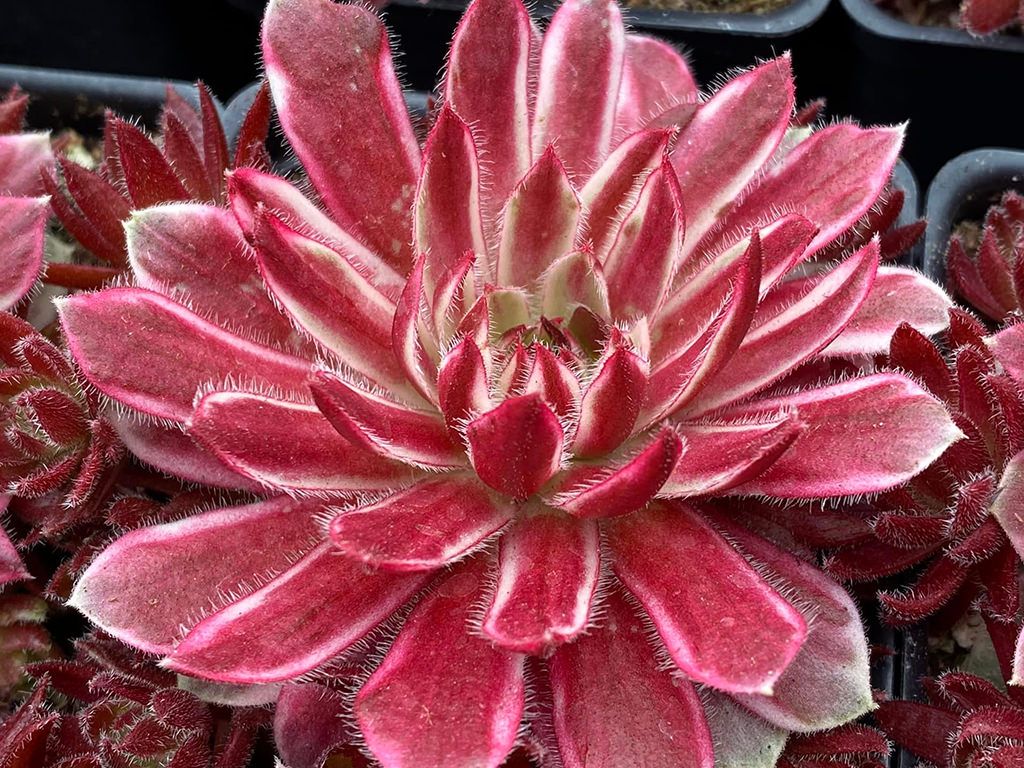 Sempervivum &#39; Lotus Blossom &#39; - vaso Ø18 cm