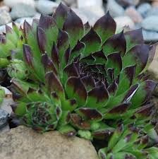 Sempervivum &#39; Appletini &#39; - vaso Ø18 cm