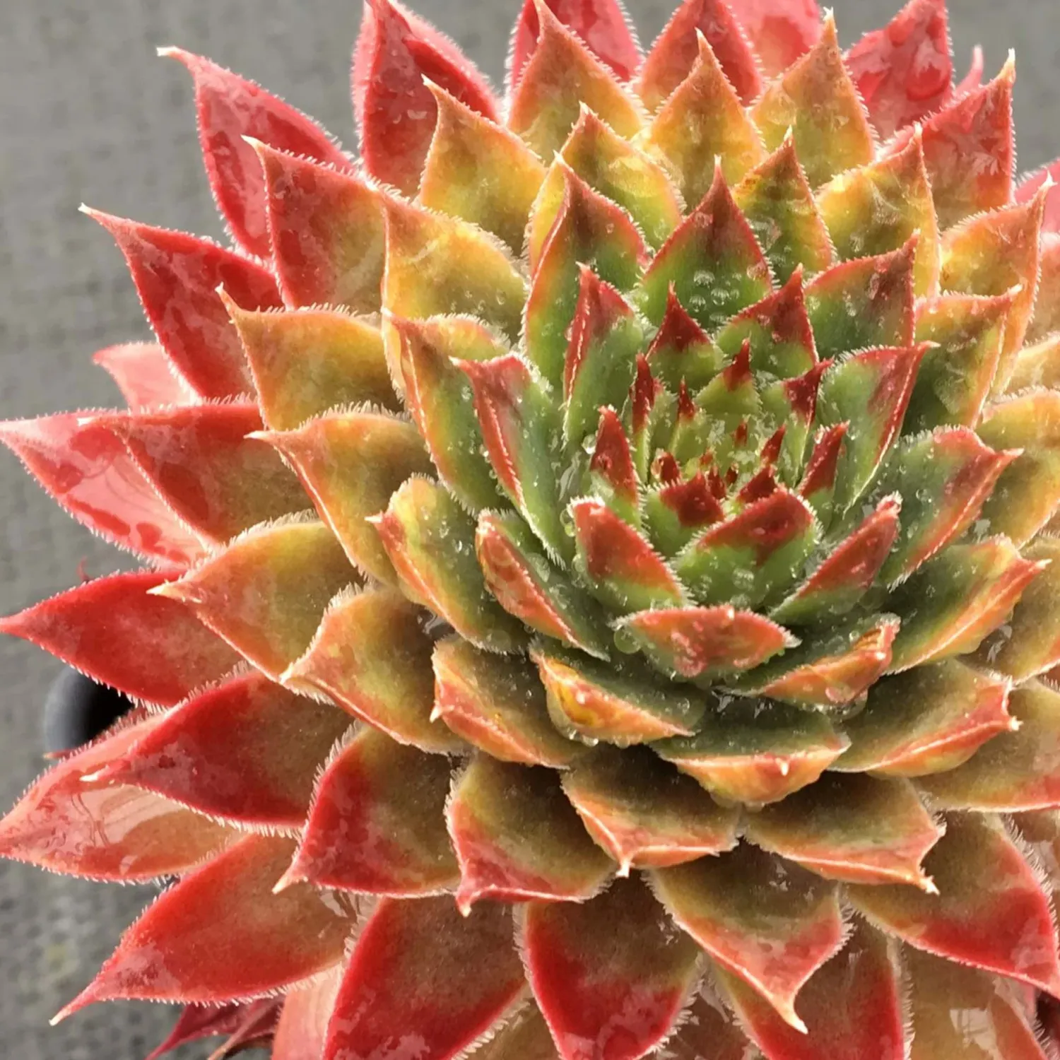 Sempervivum &#39; Butterscotch Baby &#39; - vaso Ø18 cm