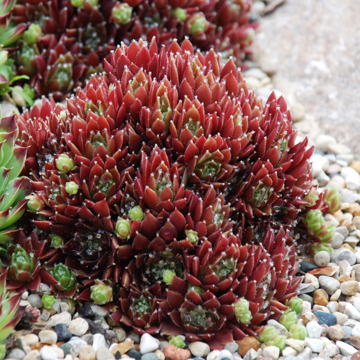 Sempervivum &#39; Cinnamon Starbust &#39; - vaso Ø18 cm