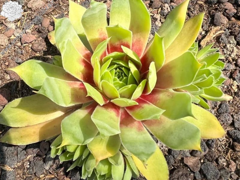 Sempervivum &#39; Giant Gold Mine &#39; - vaso Ø18 cm