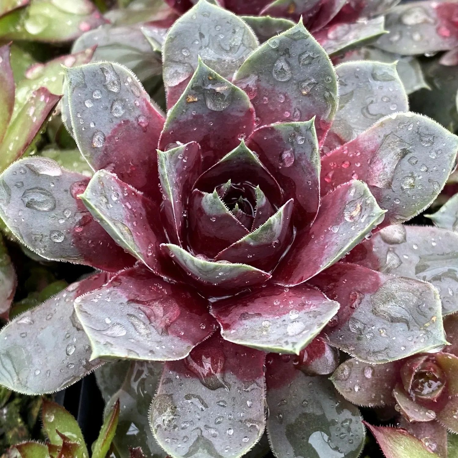 Sempervivum &#39; Giant Steel Appeal &#39; - vaso Ø18 cm