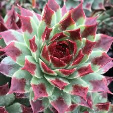 Sempervivum &#39; Mint Marvel &#39; - vaso Ø18 cm