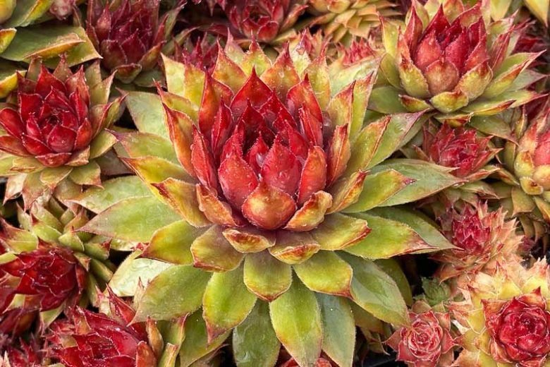 Sempervivum &#39; Pineapple Paradise &#39; - vaso Ø18 cm