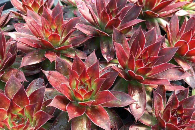 Sempervivum &#39; Strawberry Kiwi &#39; - vaso Ø18 cm