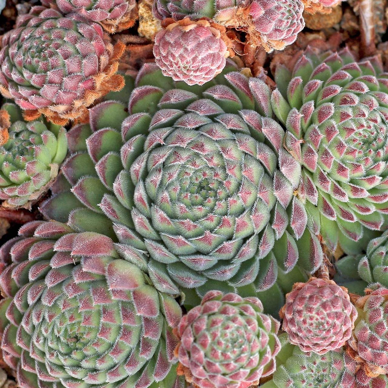 Sempervivum &#39; Sugar Shimmer &#39; - vaso Ø18 cm