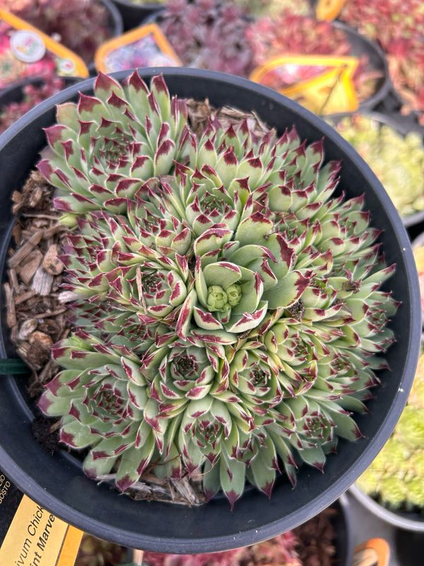 Sempervivum ' Mint Marvel ' - vaso Ø18 cm