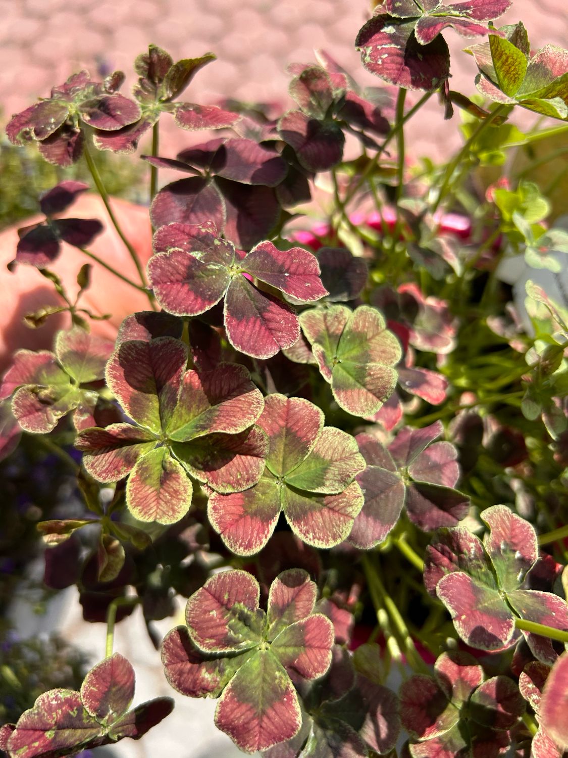 Trifolium repens &#39;Angel Clover Chocolate&#39;  -  trifoglio ornamentale - vaso Ø18 cm
