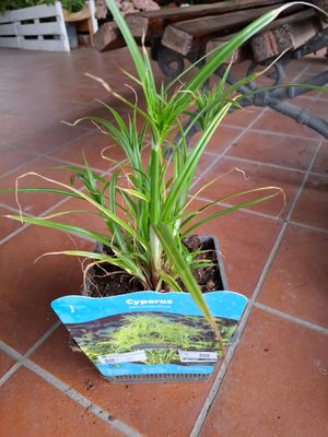 Cipero papirifero, Papiro del Nilo, Cyperus Percamenthus - vaso Ø18 cm h 50 cm fuori vaso