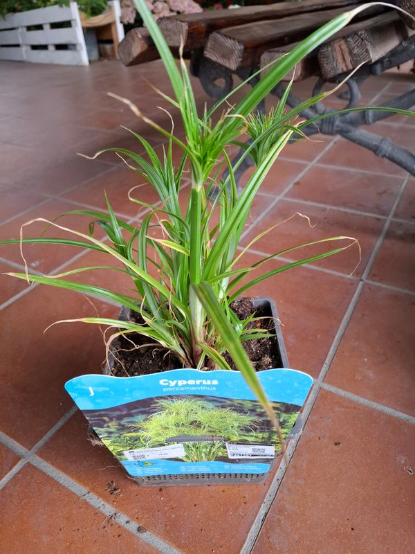 Cipero papirifero, Papiro del Nilo, Cyperus Percamenthus - vaso Ø18 cm h 50 cm fuori vaso