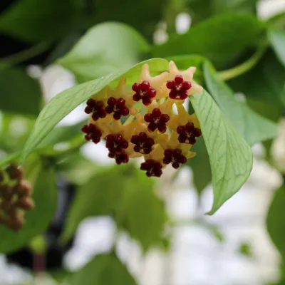 Hoya polyneura - hoya pesce o hoya a foglia di pesce - hoya pesciolino - vaso 10 cm