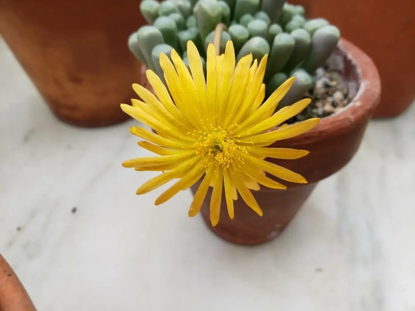 Fenestraria Rhopalophylla - aizoaceae - vaso Ø5.5  cm