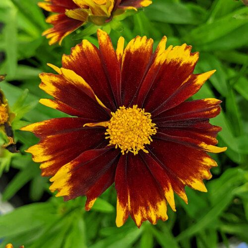 Coreopsis grandiflora &#39; Uptick Red &#39; - vaso Ø12 cm