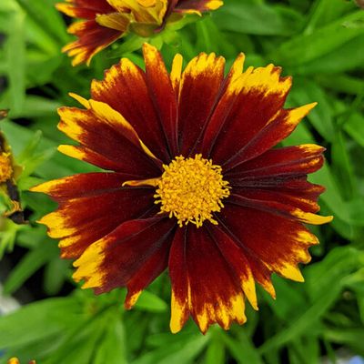 Coreopsis grandiflora &#39;Uptick Red&#39; - vaso Ø18 cm