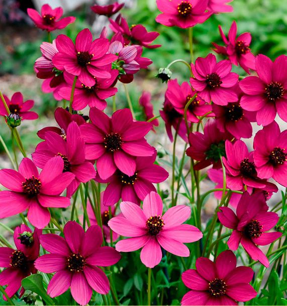 Cosmos atrosanguineus ' Cherry Chocolate '- vaso Ø18  cm