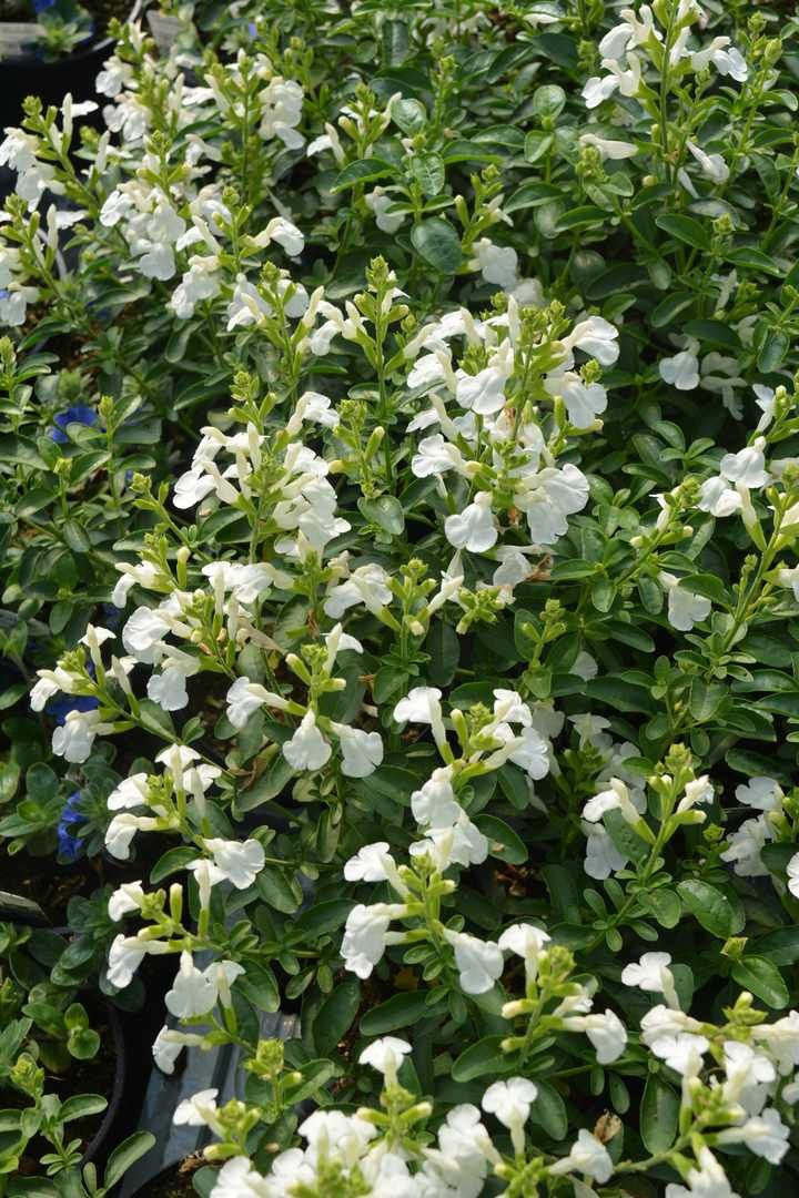 Salvia greggii &quot; Mirage White &quot; - Salvia di Gregg - vaso 11 cm quadro