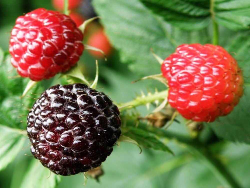 Lampone nero ‘Jewel’ - Rubus occidentalis ‘ Jewel ’ - vaso 12x12 cm