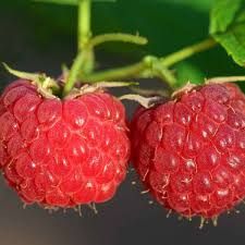 Lampone rifiorente ‘ Sansone ’ -  Rubus idaeus ‘ Sansone ’- vaso 12x12 cm