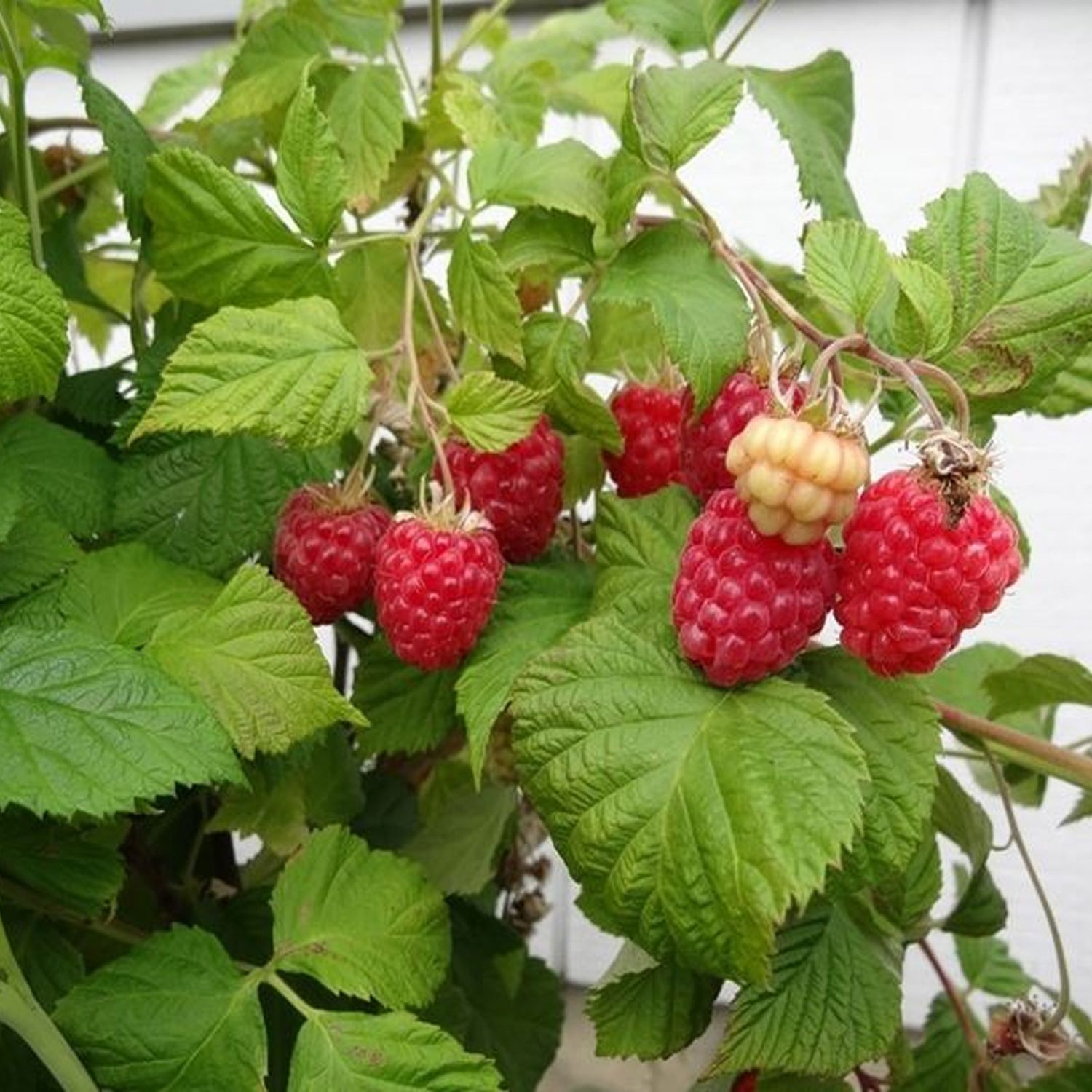Lampone rifiorente ‘ Magda ’ - Rubus idaeus ‘ Magda ’- vaso 12x12 cm
