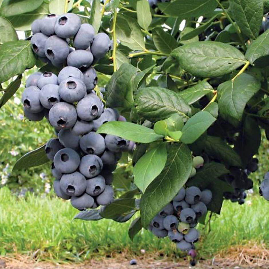 Mirtillo Americano Gigante, Vaccinium corymbosum &#39; Draper &#39; - vaso Ø15 cm