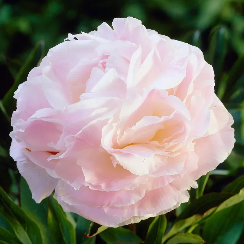 Peonia Erbacea, Paeonia lactiflora &#39;Shirley Temple&#39; - vaso 13 cm quadrato