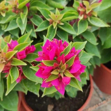 Bougainvillea glabra ‘Mini Thai’ , Bouganville, Buganville - bougainvillea nana - vaso Ø18 cm, cespuglio