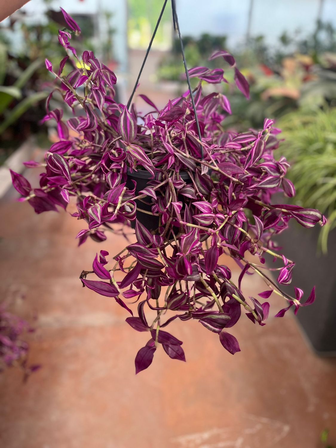 Tradescantia Pink Paradise, Erba Miseria, Tradescanzia - Basket Ø19 cm