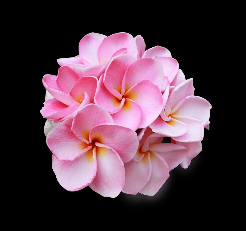 Plumeria rubra &#39;Ibrido 22&#39; fiore Rosa , frangipani, frangipane, Pomelia - vaso Ø14 cm