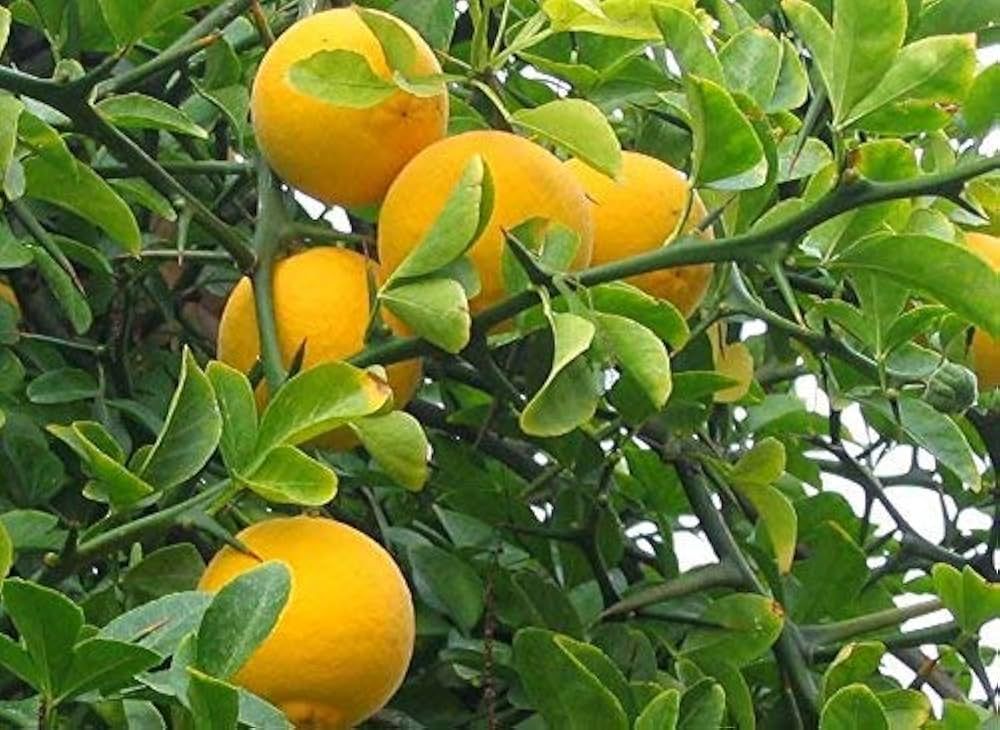 Poncirus Trifoliata, Arancio trifogliato - vaso Ø13 cm