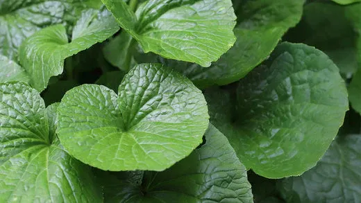 Eutrema japonicum, Wasabi - vaso Ø13 cm