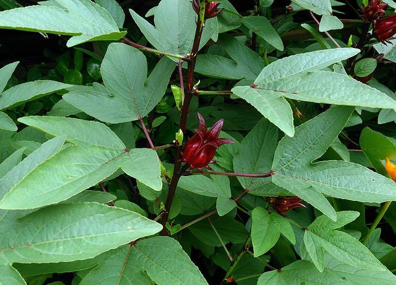 Hibiscus Sabdariffa, Tea Plant, Karkadè - vaso Ø12 cm