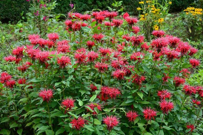 Monarda Didyma, Bergamotto canadese - vaso Ø13 cm